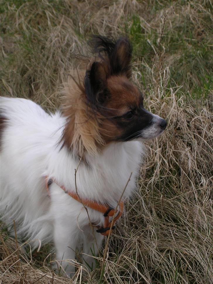 Papillon Toymaker´s Milla Vanilla. billede 17