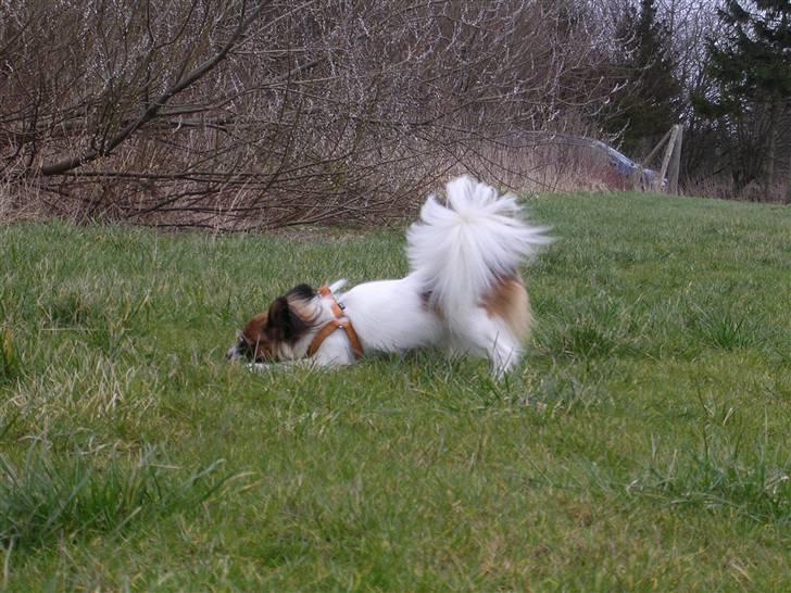 Papillon Toymaker´s Milla Vanilla. billede 18