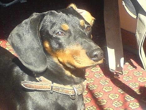 Gravhund Oliver *SAVNES*   billede 1