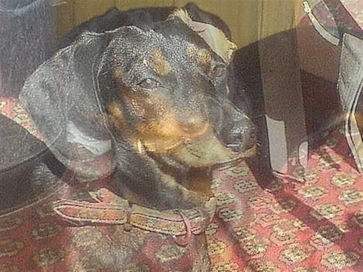 Gravhund Oliver *SAVNES*   - billede jeg selv har lavet!! ;D billede 2