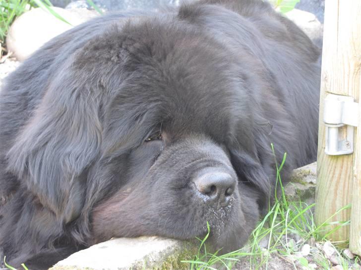 Newfoundlænder Ferdinand (Cannon Bear's) - Ferdinand lige blevet 4 år - nyder livet :) billede 13