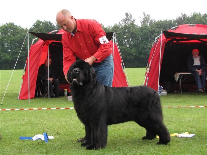 Newfoundlænder Ferdinand (Cannon Bear's) - Ferdinand 2. Bedst i Køn og får CERT - Køge 15.08.2009 billede 14