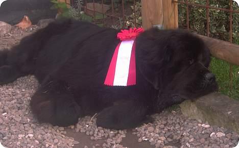 Newfoundlænder Ferdinand (Cannon Bear's) - Efter veloverstået NFK-udstilling i Køge 2006: "Gået ud som et lys" :o) billede 16