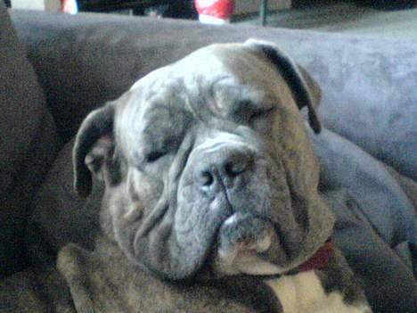 Blanding af racer Hoochie - d.28/3-07 billede 19