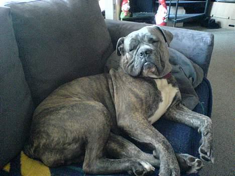 Blanding af racer Hoochie - 28/3-07. billede 20