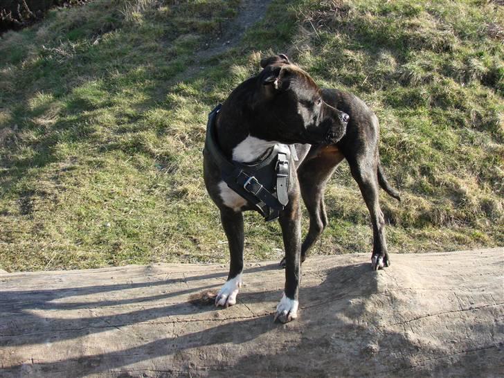 Amerikansk staffordshire terrier Beti billede 2