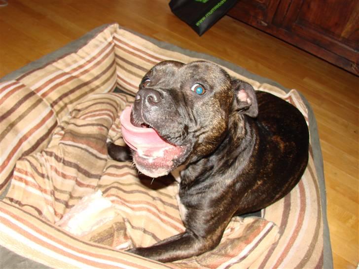 Amerikansk staffordshire terrier Beti billede 3