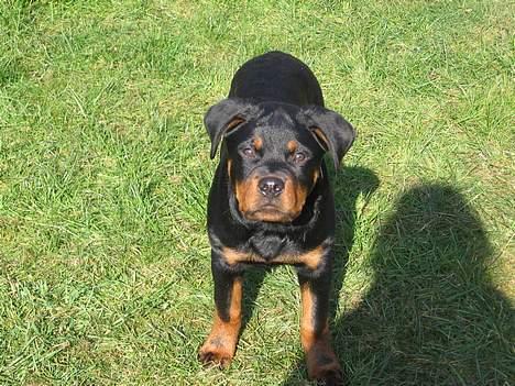 Rottweiler Buller - Får jeg snart den frikadelle mor? 14 uger gammel. billede 15