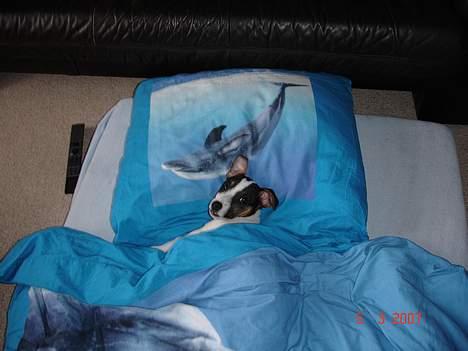 Jack russell terrier Bertil - Bertil der altid stjælder de gode pladser. billede 17