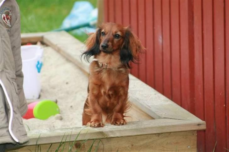 Dværggravhund Tulle RIP november 2012 - Dejlig sandkasse de unger har... billede 1