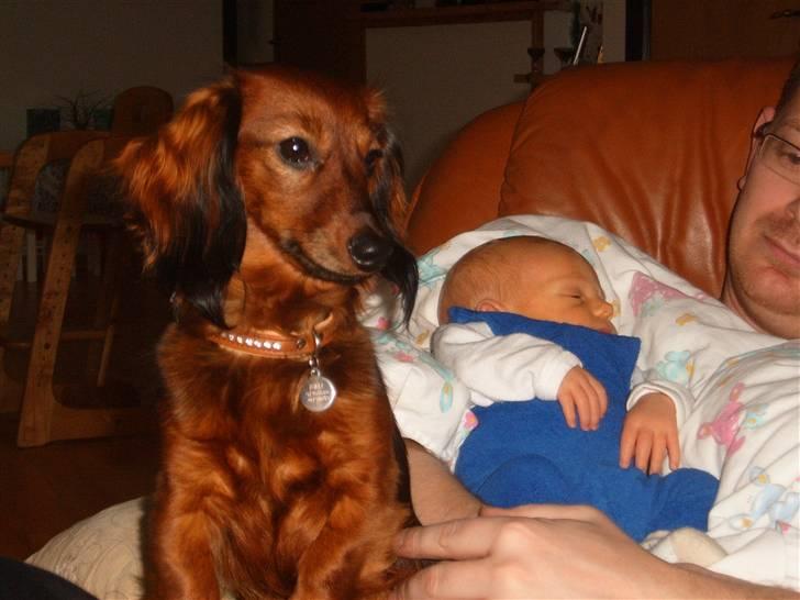 Dværggravhund Tulle RIP november 2012 - Nu er jeg en stor pige.. Mor har nemlig fået en dreng mere.. billede 2