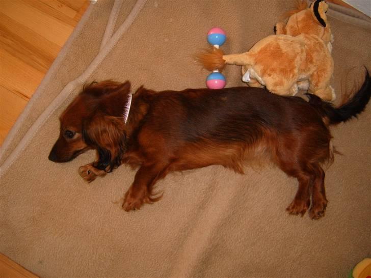 Dværggravhund Tulle RIP november 2012 - Jeg er bare flad.. billede 3