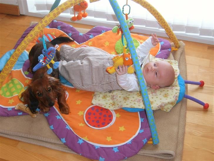 Dværggravhund Tulle RIP november 2012 - Han skubber helt vild... flyt ham lige lidt.... billede 4