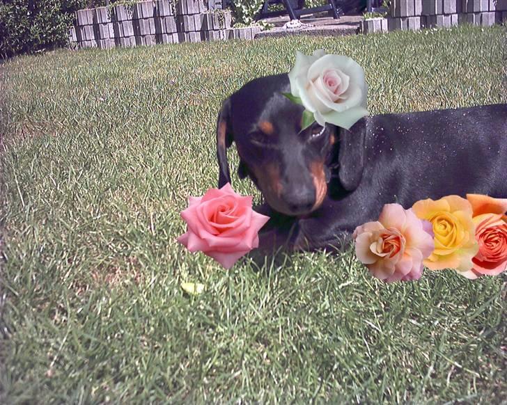 Gravhund Oliver *SAVNES*   billede 3