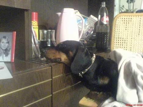 Gravhund Oliver *SAVNES*   - zzzzzzzzzzzzzzzzzzzzz...................... billede 4