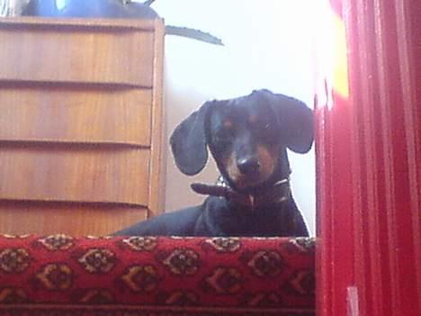 Gravhund Oliver *SAVNES*   billede 5