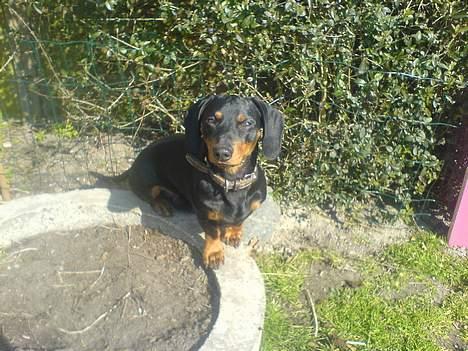 Gravhund Oliver *SAVNES*   billede 6