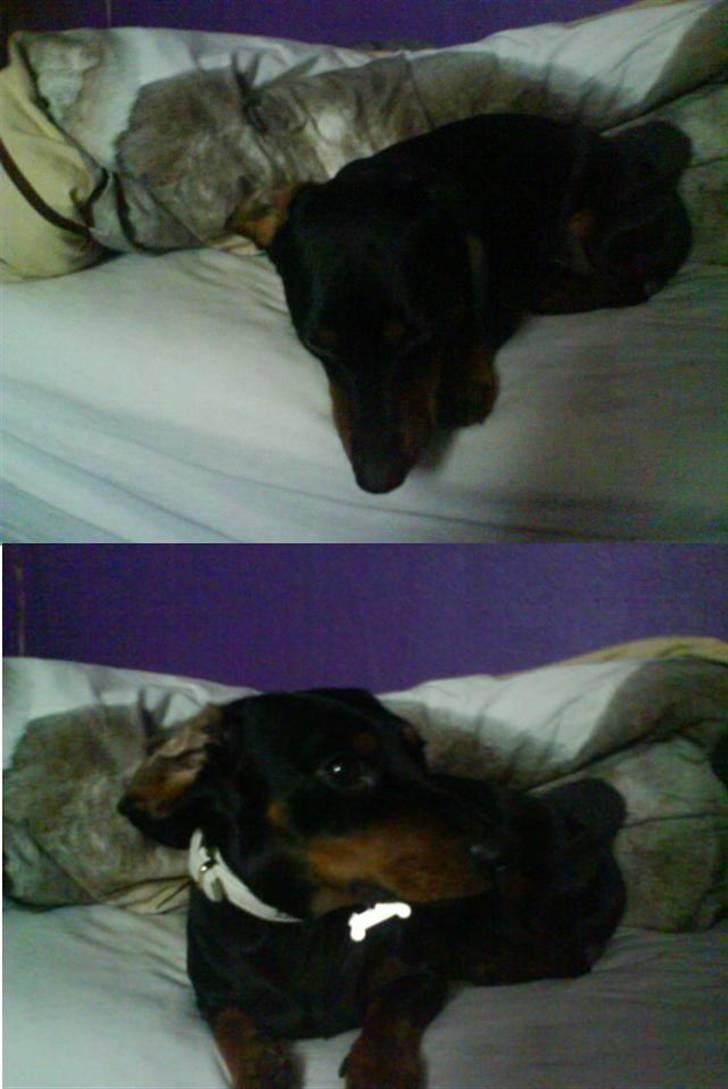 Gravhund Oliver *SAVNES*   billede 7