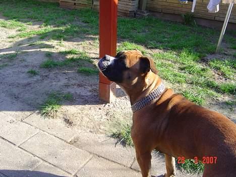 Olde english bulldogge Kenya billede 2