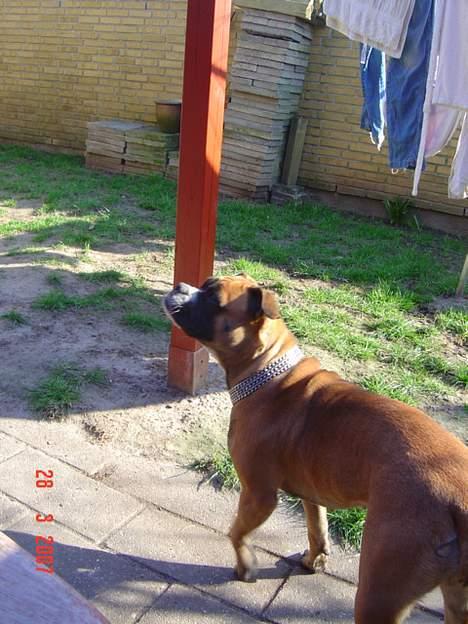 Olde english bulldogge Kenya billede 3