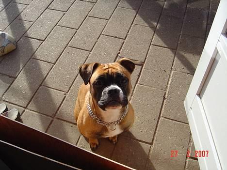 Olde english bulldogge Kenya - Kenya 11 Mdr billede 4