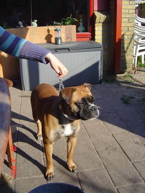 Olde english bulldogge Kenya billede 5
