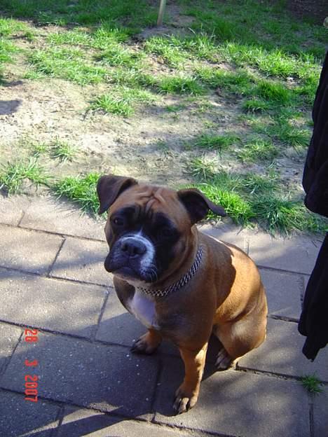 Olde english bulldogge Kenya billede 6