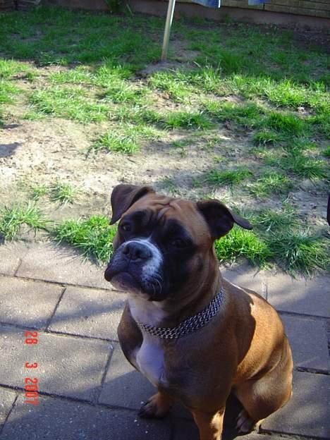 Olde english bulldogge Kenya billede 7