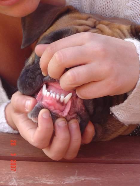 Olde english bulldogge Kenya - Colgate smile.. ( Kæmpe underbid) billede 8