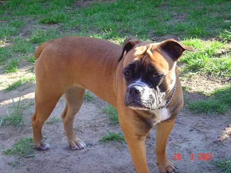 Olde english bulldogge Kenya billede 9
