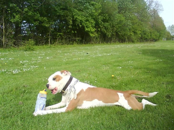 Amerikansk bulldog Kettners Ea´s Bella - Strækker sig liige lidt.. billede 7