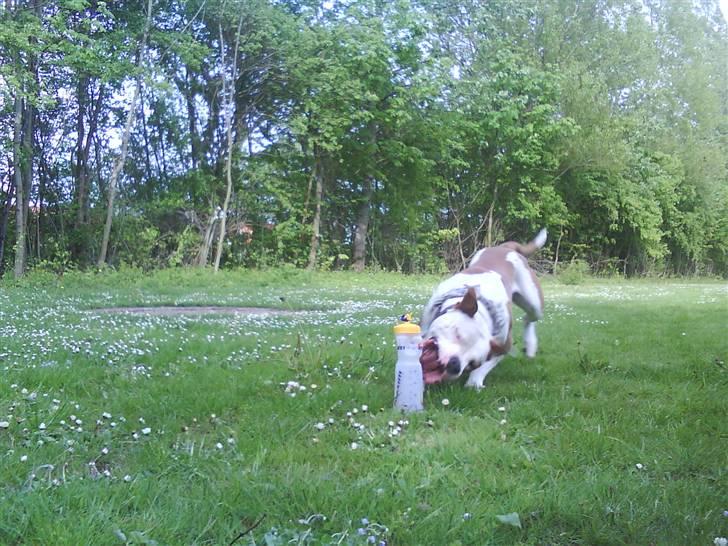 Amerikansk bulldog Kettners Ea´s Bella - Haps..! billede 8