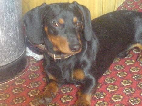 Gravhund Oliver *SAVNES*   billede 8