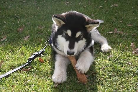 Alaskan malamute Maluq    R.I.P  august 2011 - min mor siger hun tror jeg bliver stor billede 8
