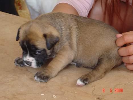 Olde english bulldogge Kenya billede 10