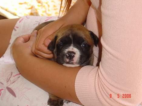 Olde english bulldogge Kenya billede 11