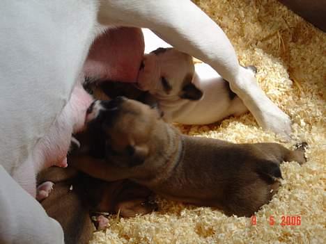 Olde english bulldogge Kenya billede 12