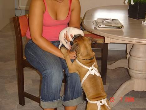 Olde english bulldogge Kenya - Her er jeg netop blevet opereret for mit navlebrok. billede 13