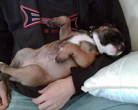 Olde english bulldogge Kenya billede 14