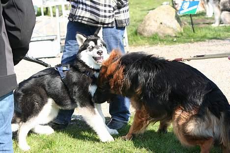 Alaskan malamute Maluq    R.I.P  august 2011 - har det kanon sjovt , rigtig god legekammerat billede 9