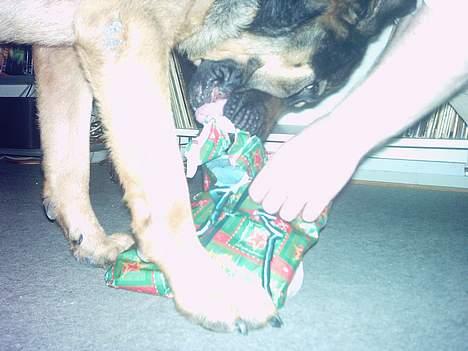 Blanding af racer Basse billede 2