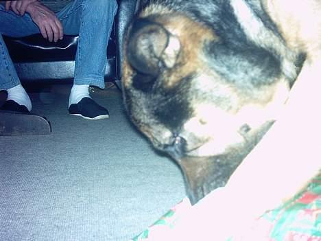 Blanding af racer Basse billede 3