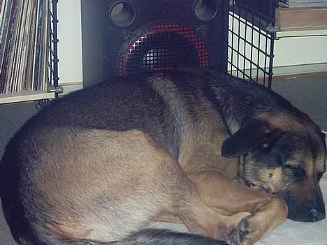 Blanding af racer Basse billede 4