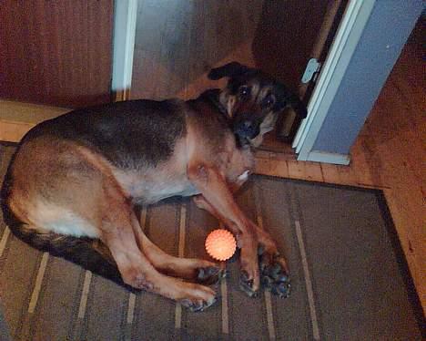 Blanding af racer Basse billede 5