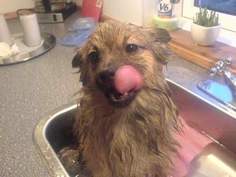 Pomeranian Tyson, Sov godt Skat <3 R.I.P - Jeg elsker at være i bad billede 8