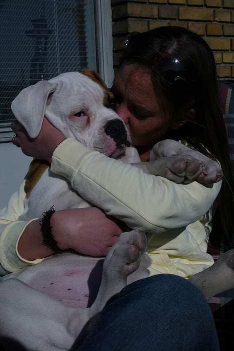 Amerikansk bulldog Victor billede 11