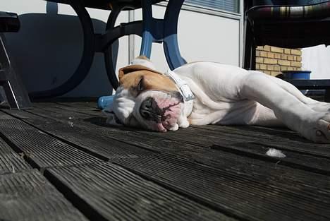 Amerikansk bulldog Victor - dejligt og sove uden for i solen billede 12
