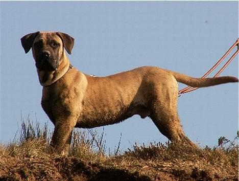 Boerboel Teglborg Ramses billede 9