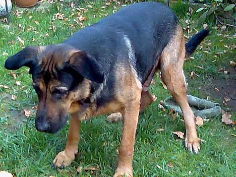 Blanding af racer Basse billede 8