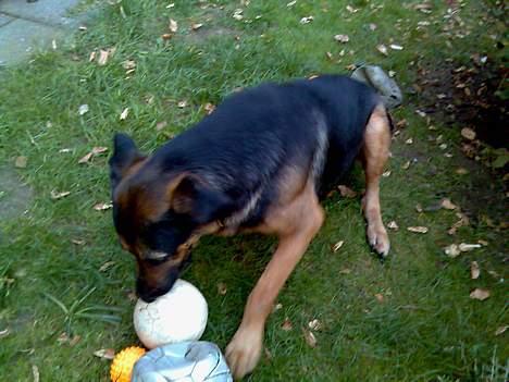 Blanding af racer Basse billede 9